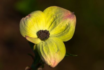 Cornus nuttalii 'Ascona' - dřín nuttallův - květ
